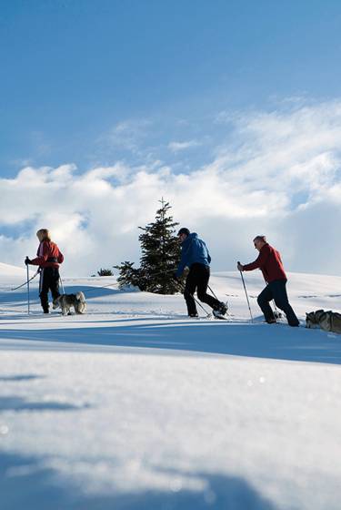 Winterwandern mit Hunden am Arlberg