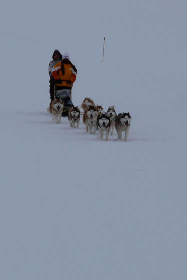 Husky-Schlitten im Schnee