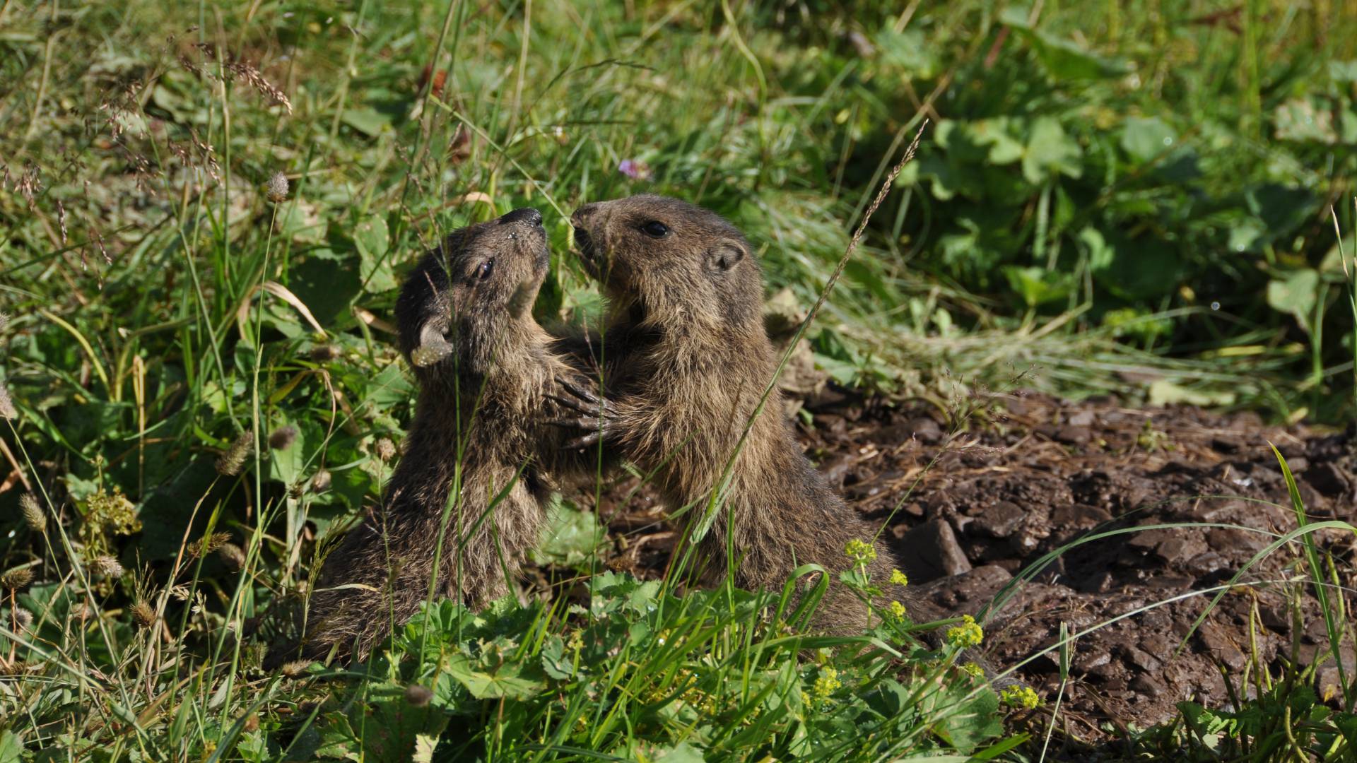 Murmeltiere umarmen sich auf einer Bergwiese